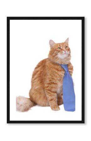 Professional ginger cat wearing a blue tie on a clean white PNG background with transparent edges, elegant studio pet portrait, business concept, advertising, branding, playful minimal design.