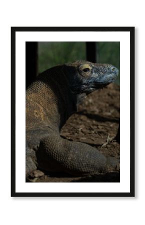 Komodo dragon skin texture for reptile background. Wild animal komodo dragon in zoological park. Komodo dragon carnivore reptile lying and watching. Komodo dragon macro portrait for nature theme.