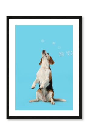 Funny Beagle dog and soap bubbles on blue background