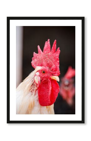 Elegant White Rooster in Profile