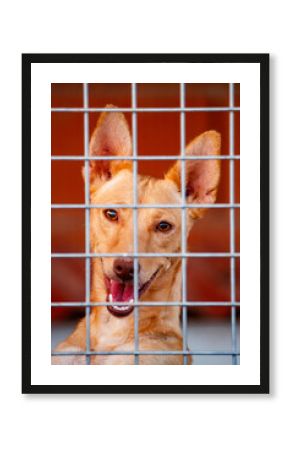 Shelter Dog Looking Through Cage Wires