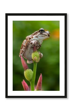 The Mission golden-eyed tree frog or Amazon milk frog (Trachycephalus resinifictrix) is a large species of arboreal frog native to the Amazon Rainforest in South America