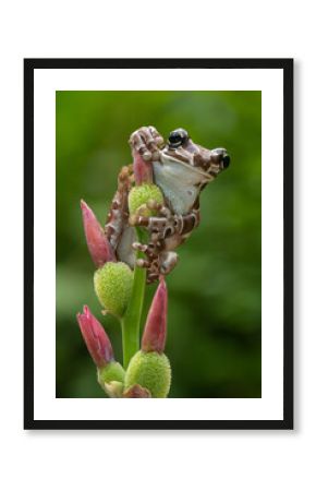 The Mission golden-eyed tree frog or Amazon milk frog (Trachycephalus resinifictrix) is a large species of arboreal frog native to the Amazon Rainforest in South America