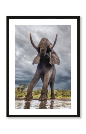 South Africa. Bull elephant at a waterhole.