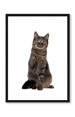 Classic tabby house cat, sitting up facing front with one paw pointing to viewer. Looking towards camera. Isolated cutout on a transparent background.