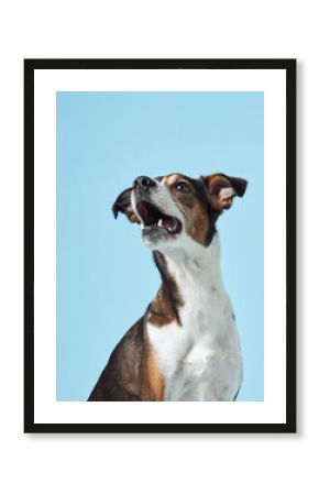  A spirited mixed breed dog leaps up, its eyes and mouth wide open in anticipation of a treat against a serene blue studio setting