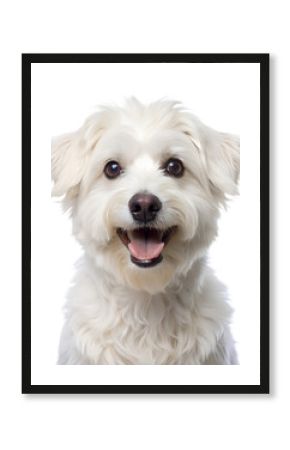smiling cute white dog,  isolated soft focus on the transparent background