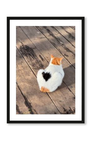 white cat with red head and black heart-shaped spot on back sits on wooden floor