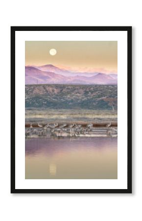 USA, New Mexico, Bosque Del Apache National Wildlife Refuge. Sunrise and full moon setting with sandhill cranes in water.