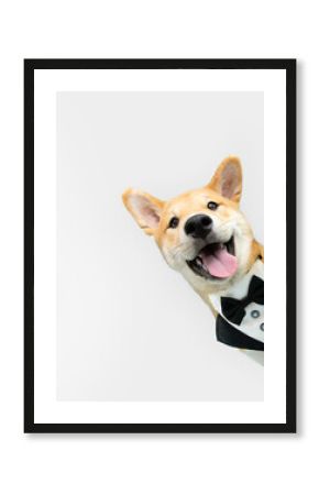 Portrait elegant and happy shiba inu puppy dog peeking out from behind a blue banner celebrating birthday or valentine's day. Isolated on white background