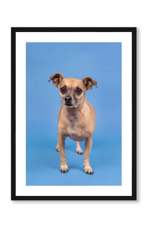Cheweenie dog standing in a studio against a blue background