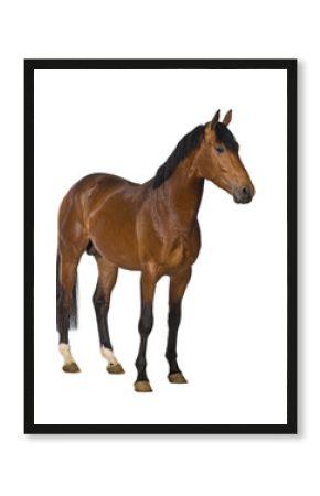 Studio shot of a brown horse standing against a transparent background