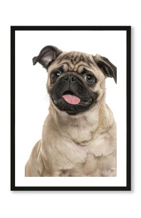 happy young pug dog panting mouth wide open, cut out, Remastered
