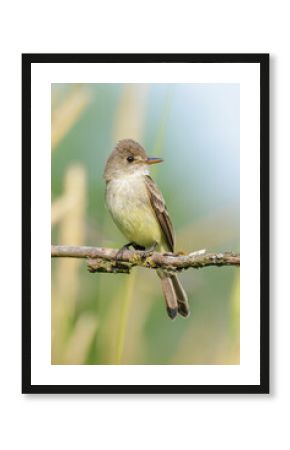 Willow flycatcher bird