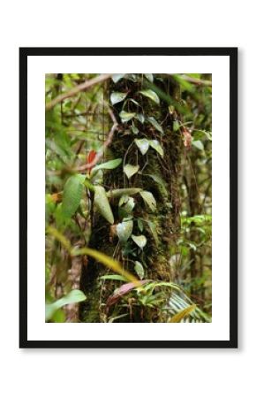 Tropical nature in Kinabalu Park rainforest, Malaysia