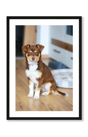 Brown mutt mix breed puppy dog sitting in the room