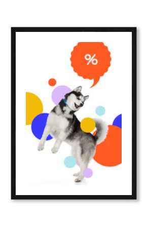 Contemporary art collage. Purebred Husky dog posing with tilted head among bright abstract shapes and discount bubble. Concept of pets care, veterinary, domestic animals, grooming services.