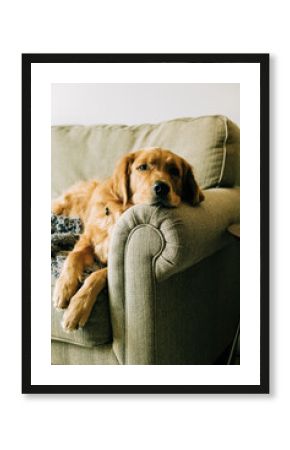 Golden retriever lounging comfortably on a cozy couch in a living room