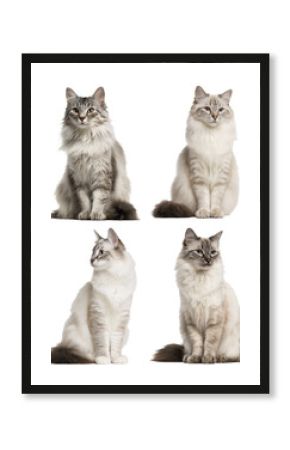 Graceful White Javanese Cat Portrait