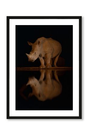White rhino stands by waterhole in darkness