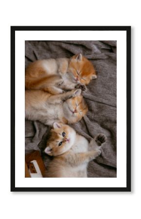 Cute little ginger kittens of British breed sleeping group