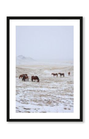 Horses graze on a winter mountainside.