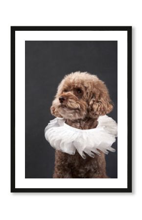 A Poodle in studio attire, Dog with ruffled collar. A curly-coated pet gazes away, sporting an elegant white ruffled collar against a dark backdrop