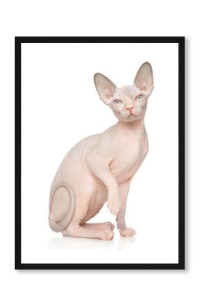 Young Sphynx Kitten Sitting Pretty