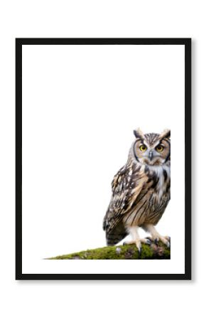 Long eared owl perched on a branch covered with moss, isolated on transparent background, perfect for photo editing and compositing