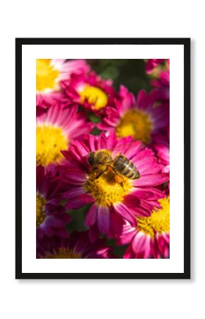 bee on a flower