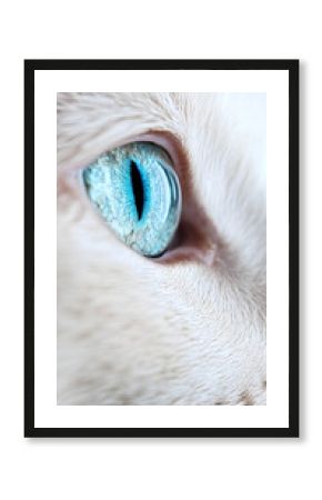 close up of cat