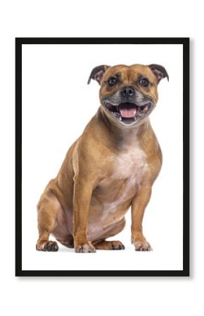 Staffordshire bull terrier sitting and panting on transparent background