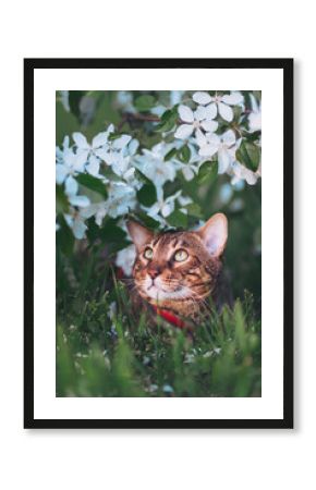 Curious feline explores a blooming garden adorned with delicate white flowers during a sunny spring afternoon