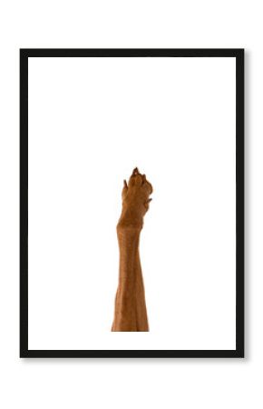 Closeup of Hungarian Vizsla's raised front paw with extended claws reaching upward in vertical frame against white background. Concept of animals, pets, veterinary and grooming services, canine food.