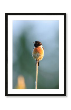 Male Stonechat, Saxicola rubicola, bird singing during sunset