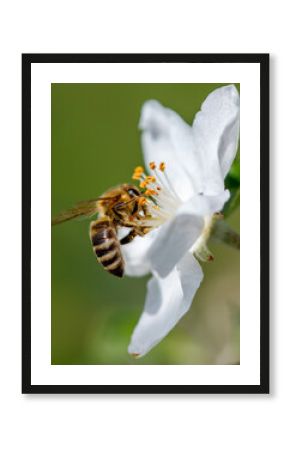 A bee is on a flower