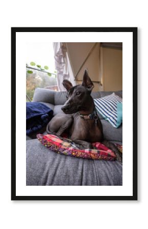 Dog relaxing on a cozy sofa with colorful pillows in a glamping
