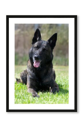 Dutch Shepherd in nature