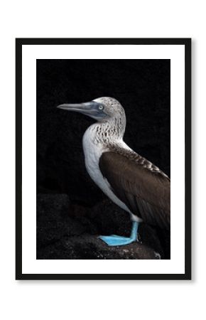 Blue footed booby in Galapagos, Sula nebouxii, vertical photo