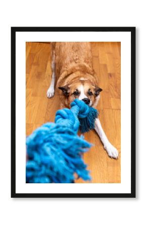 Brown and white dog playing tug-of-war with blue rope toy