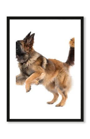 belgian shepherd dog running, isolated on white background.