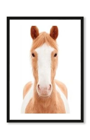 A tan and white horse faces the camera against a white background, showcasing its gentle expression and upright ears.
