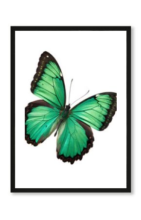 Emerald green butterfly isolated on transparent background