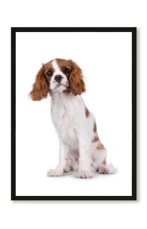 Cute brown and white Cabalier King Charles Spaniel dog puppy, sitting up facing front. Looking attentive towards camera. Isolated on a white background.