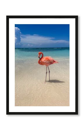 pink flamingo on the beach in aruba