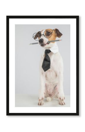 Business dog jack russell terrier holds pencil in mouth. 