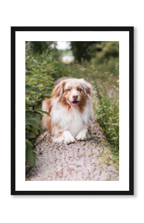 Hund liegend auf Baumstamm.