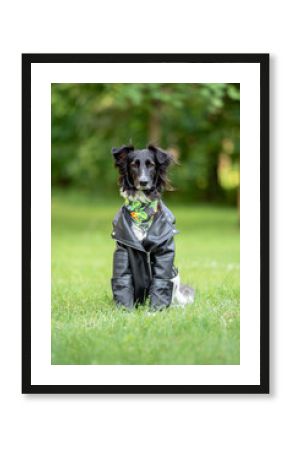 Beautiful Border Collie Dog in Leather Jacket on Grass — Close-up Pet Portrait in High Quality