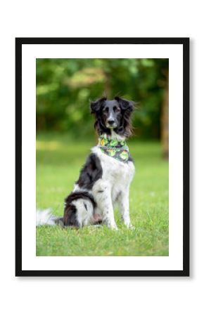 Beautiful Border Collie Dog Sitting on Grass Wearing Colorful Bandana — Close-up Pet Portrait in High Quality