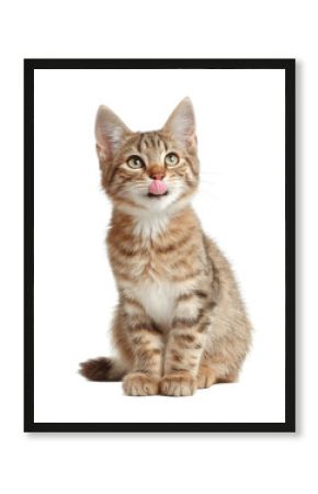 [Transparent Background PNG]Cute Kitten with Pink Tongue